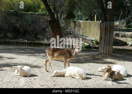 Daini (DAMA DAMA) in zoo di Madrid, Spagna Foto Stock