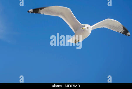 Unico Seagull battenti in blu cielo chiaro Foto Stock