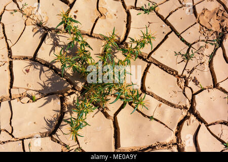 Verde e giallo thistle di crescita della pianta in rosso incrinato fango di argilla Foto Stock