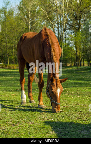 Giovani chestnut mare cavallo con chiazza bianca sulla sua fronte il pascolo al pascolo/campo. Suolo pubblico a Zabrze, Slesia Upland, Polonia. Foto Stock