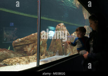 Moquette e squali whitetip reef shark osservate da ragazzo e sua madre in Acquario dello zoo di Madrid, Spagna Foto Stock