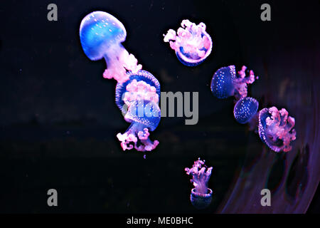 White-spotted Jellyfishs (Phyllorhiza punctata) nell'Oceanarium di Madrid, Spagna Foto Stock