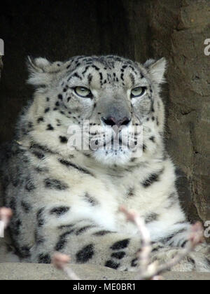 Snow Leopard Foto Stock