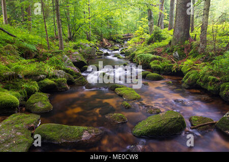 Ruscello di montagna dopo la pioggia a Kleine ohe a Waldhauser nel Parco Nazionale della Foresta Bavarese in Baviera, Germania Foto Stock