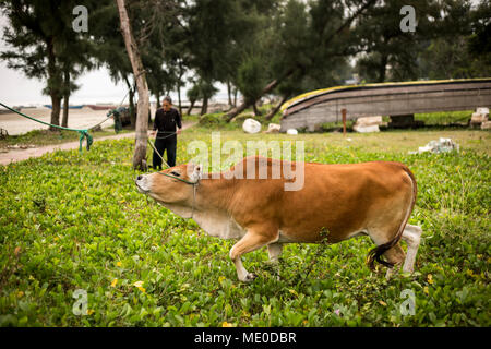 Un agricoltore con la sua mucca legata a un albero; Mong Cai, Quang Ninh Provincia, Vietnam Foto Stock