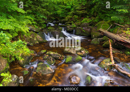 Ruscello di montagna dopo la pioggia a Kleine ohe a Waldhauser nel Parco Nazionale della Foresta Bavarese in Baviera, Germania Foto Stock