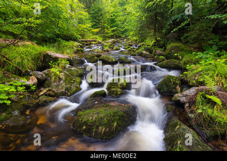 Ruscello di montagna dopo la pioggia a Kleine ohe a Waldhauser nel Parco Nazionale della Foresta Bavarese in Baviera, Germania Foto Stock