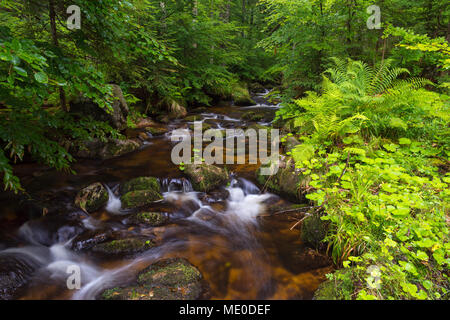 Ruscello di montagna dopo la pioggia a Kleine ohe a Waldhauser nel Parco Nazionale della Foresta Bavarese in Baviera, Germania Foto Stock