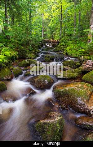 Ruscello di montagna dopo la pioggia a Kleine ohe a Waldhauser nel Parco Nazionale della Foresta Bavarese in Baviera, Germania Foto Stock