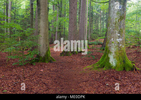 Il sentiero attraverso la foresta dopo la pioggia a Spiegelau nel Parco Nazionale della Foresta Bavarese in Baviera, Germania Foto Stock