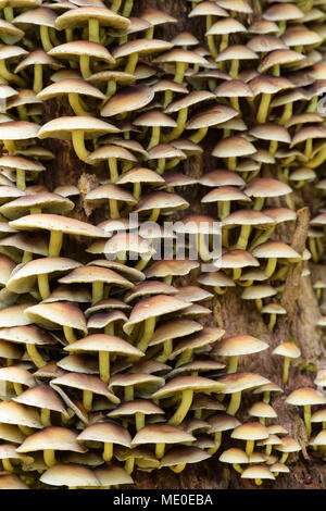 Close-up di funghi ad albero a Neuschoenau nel Parco Nazionale della Foresta Bavarese in Baviera, Germania Foto Stock