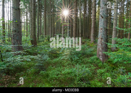 Foresta con Sun a Neuschoenau nel Parco Nazionale della Foresta Bavarese in Baviera, Germania Foto Stock