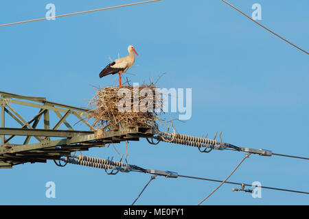 Cicogna bianca (Ciconia ciconia) in piedi nel nido sulla sommità del traliccio di elettricità contro un cielo blu in Hesse, Germania Foto Stock