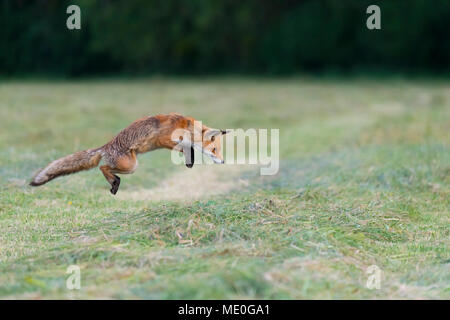 Profilo di Red Fox (Vulpes vulpes vulpes) il salto in aria su un prato falciato in Hesse, Germania Foto Stock