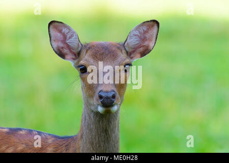 Close-up ritratto di donna, Giapponese cervo (Cervus nippon) in Hesse, Germania Foto Stock