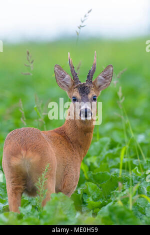 Close-up ritratto di capriolo, western il capriolo (Capreolus capreolus) in piedi in campo in estate in Hesse, Germania Foto Stock