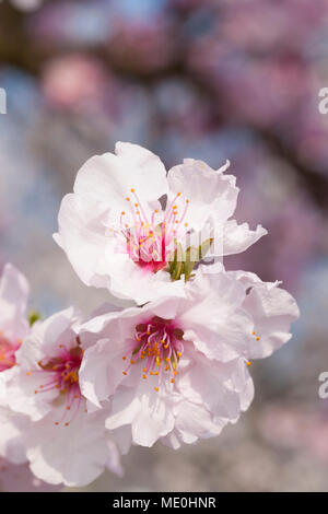 Close-up di rosa fiori di mandorlo in una giornata di sole in Germania Foto Stock