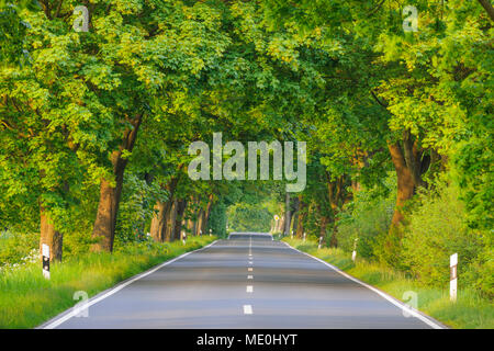 Strada illuminate dal sole al tramonto, foderato con alberi di quercia in primavera sulla isola di Ruegen nel Meclemburgo-Pomerania Occidentale, Germania Foto Stock