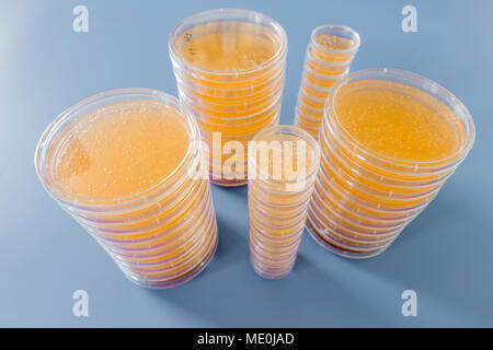 Piastre di agar. Pile di piastre di Petri con agar coltivato. Foto Stock