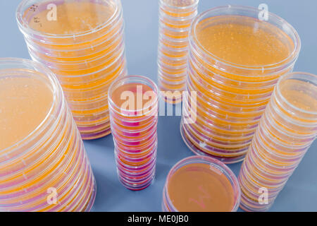 Piastre di agar. Pile di piastre di Petri con agar coltivato. Foto Stock