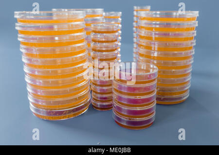 Piastre di agar. Pile di piastre di Petri con agar coltivato. Foto Stock