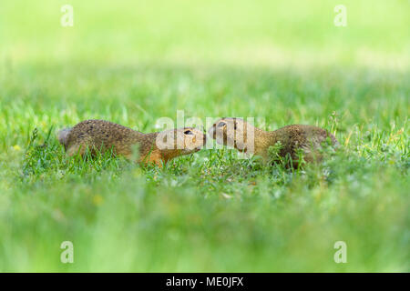 Due, terreno europeo scoiattoli (Spermophilus citellus) riunione il naso a naso in campo nel Burgenland, Austria Foto Stock