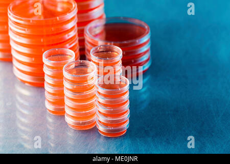 Piastre di agar. Pile di piastre di Petri con agar coltivato. Foto Stock