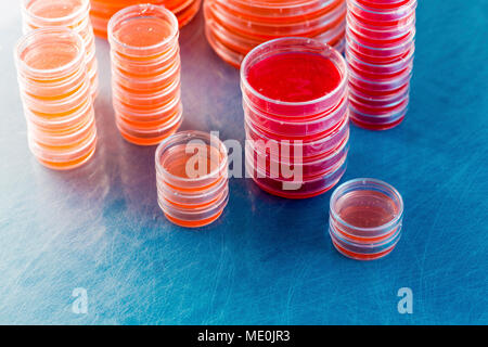 Piastre di agar. Pile di piastre di Petri con agar coltivato. Foto Stock