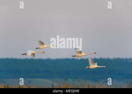 Il gruppo di quattro cigni (Cygnus olor) in volo sopra il lago di Neusiedl nel Burgenland, Austria Foto Stock