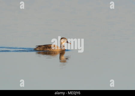 Femmina rosso-crested pochard (Netta rufina) nuotare nel lago di Neusiedl nel Burgenland, Austria Foto Stock