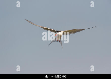 Vista frontale di un comune tern (Sterna hirundo) in volo, soleggiato contro un cielo grigio sopra il lago di Neusiedl nel Burgenland, Austria Foto Stock