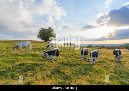 Mandria di mucche al pascolo in pascolo con il sole sopra i campi a Le Markstein in montagne Vosges in Haut Rhin in Alsazia, Francia Foto Stock