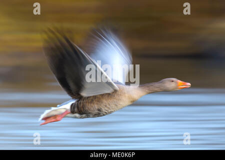 Close-up di graylag goose (Anser anser) volare sull'acqua in movimento sfocate, Germania Foto Stock