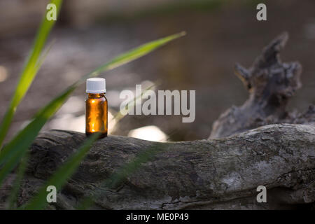 Fresh tea tree e olio essenziale. Terapia naturale, salute. Foto Stock