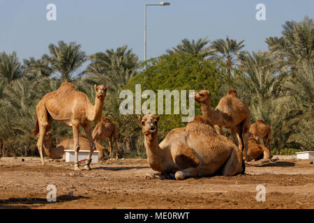 Royal Camel Farm. Regno del Bahrein. Königreich Bahrain. Mamlakat al-Bahrain. In Bahrain. Foto Stock