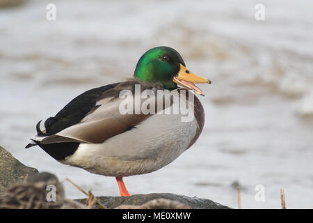 Un drake mallard chiamando lungo la riva del lago Guntersville, Alabama, STATI UNITI D'AMERICA Foto Stock