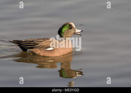 Una chiamata ad American wigeon Drake. Foto Stock