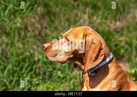 Collare contro le zecche. Difesa contro i parassiti. Ungherese Vizsla puntatore Foto Stock