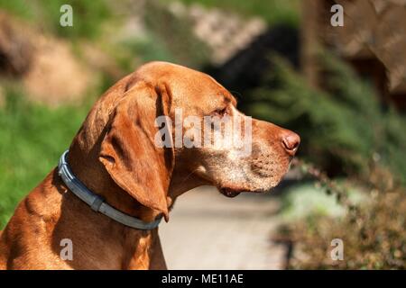 Collare contro le zecche. Difesa contro i parassiti. Ungherese Vizsla puntatore Foto Stock