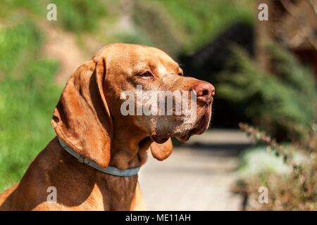 Collare contro le zecche. Difesa contro i parassiti. Ungherese Vizsla puntatore Foto Stock