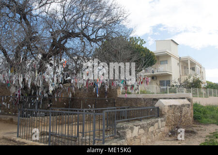 Offerte sull'albero di terebinto fuori la Agia Solomoni catacomba cristiana in Kato Paphos sull'isola mediterranea di cipro Foto Stock