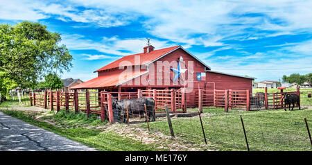 Il vecchio granaio rosso con le mucche e i tori. Foto Stock