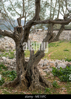 Un albero di olivo con radici interessanti in Croazia (Isola di Cres) Foto Stock