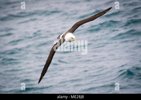 Nero-browed albatross scivola oltre oceano meridionale Foto Stock