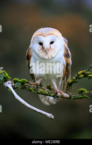 Comune di barbagianni (Tyto alba), Adulto, seduto sul ramo, captive, Germania Foto Stock