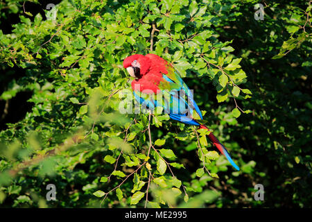 Rosso-verde macaw (Ara chloroptera), Adulto, si trova nella struttura ad albero, il verificarsi del Sud America, captive Foto Stock