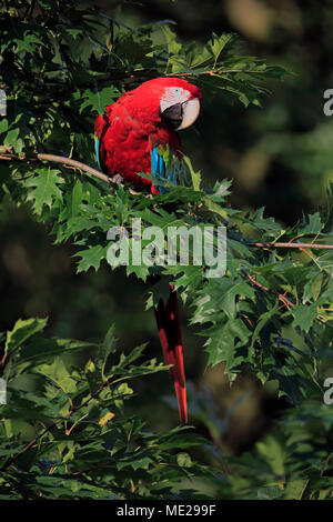 Rosso-verde macaw (Ara chloroptera), Adulto, si trova nella struttura ad albero, il verificarsi del Sud America, captive Foto Stock