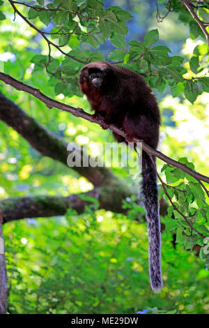 Titi ramato (Plecturocebus cupreus), Adulto, siede su albero, captive Foto Stock