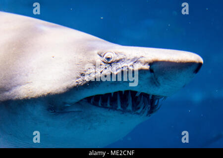 Lo squalo longimano (Carcharhinus longimanus), animale ritratto, Acquario, captive, Siviglia, Spagna Foto Stock