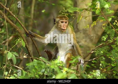 Toque macaque (Macaca sinica), seduti in un albero, Yala National Park, Sri Lanka Foto Stock